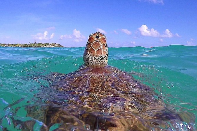 Tulum Ruinas and Tortugas Express - Tulum ruins: what you’ll see and how to handle the heat