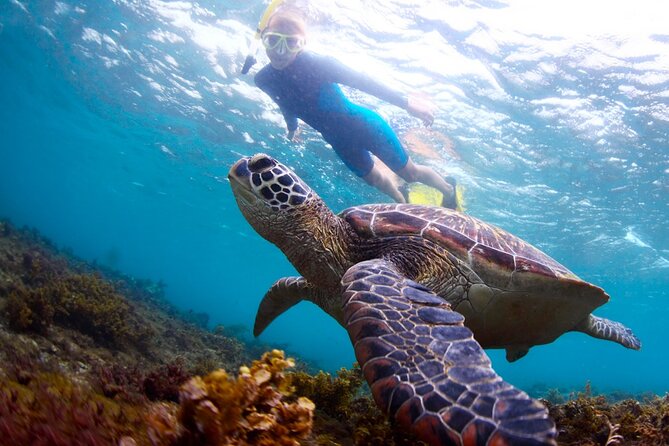 Tulum Ruins and Turtles Express - Entering Tulum With a Guide: What Makes It Worth It