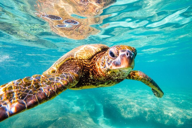 Tulum Ruins and Turtles Express - Who This Tour Suits Best