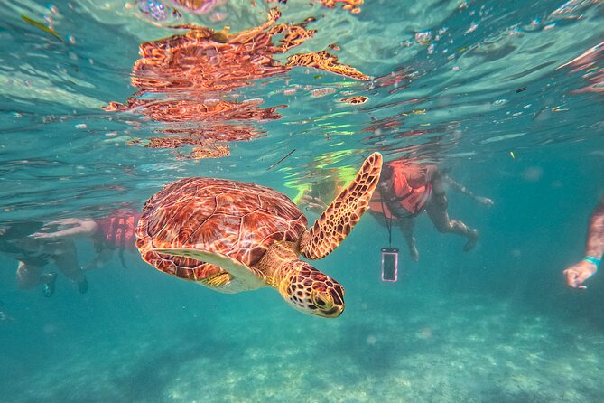 Tulum Ruins, Sea Turtles & Cenote Swim Adventure Tour - Key things to notice before you go