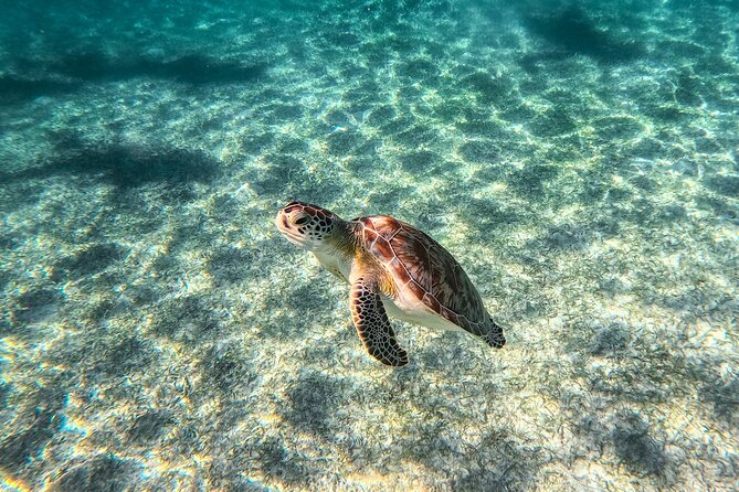 Tulum Ruins, Sea Turtles & Cenote Swim Adventure Tour - Price and Value: $85 Tour Cost Plus the $40 Preservation Taxes