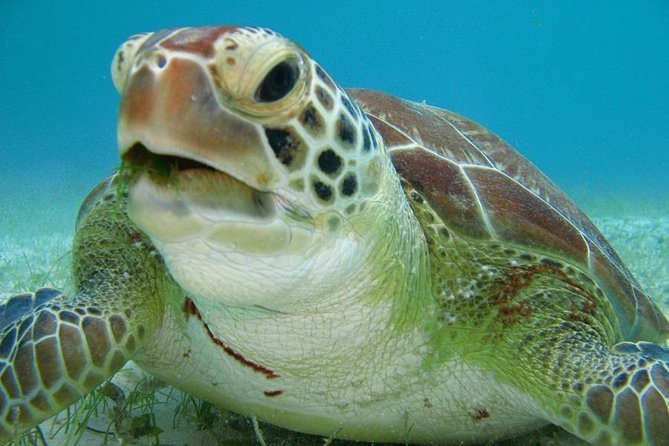 Tulum ruins, Swim with turtles and Cenote From Cancun - Akumal turtle beach snorkeling: your best chance to see them