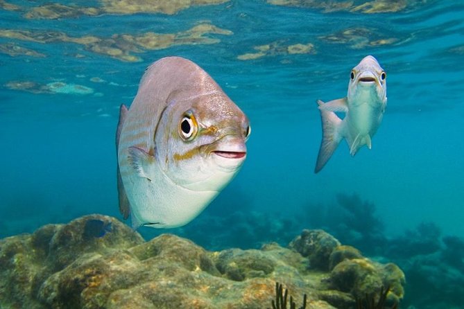 Tulum ruins, Swim with turtles and Cenote from Riviera Maya - Cenote swim time: cool water contrast after bright coastline