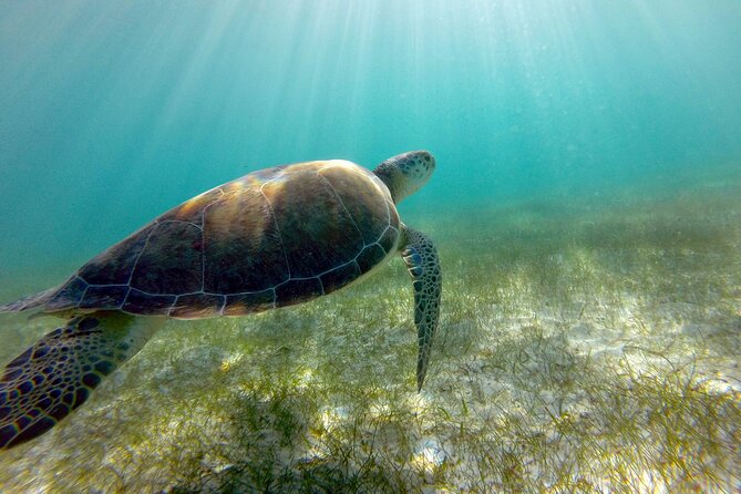 Tulum Ruins, Turtle Sighting and Underground Caves - Price and logistics: what you’re really paying for