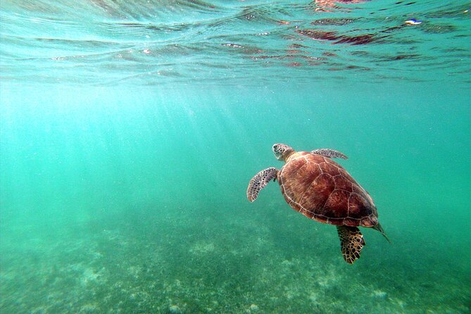 Tulum Ruins, Turtle Sighting and Underground Caves - The guide can make or break the day