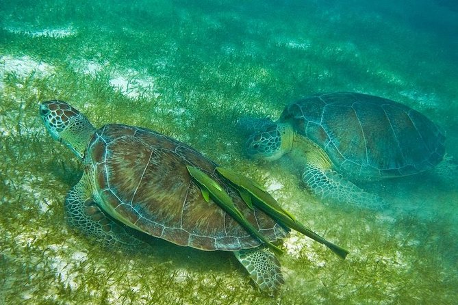 Turtles and Cenote from Riviera Maya - Where this tour fits on a Riviera Maya trip