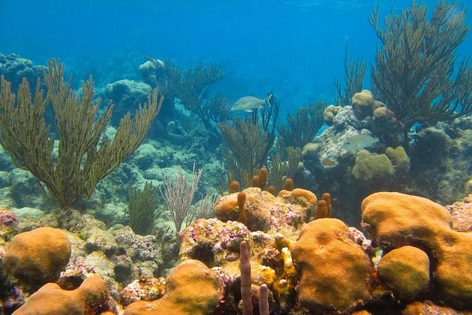 Turtles and Cenote from Riviera Maya - Stop 2: Akumal, turtle country on the Caribbean coast