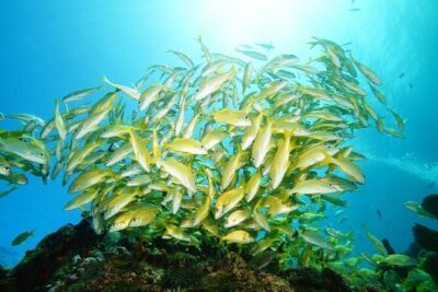 Two Dives and Class for Begginers Divers in Cancun - Health screening: don’t treat it like a formality