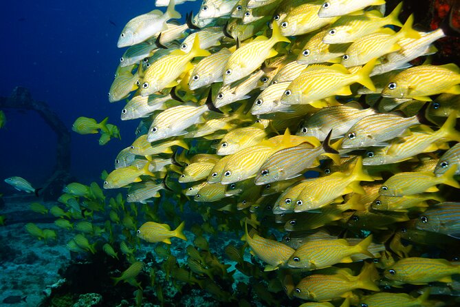 Two Dives and Class for Begginers Divers in Cancun - Underwater art at MUSA: more than just scenery