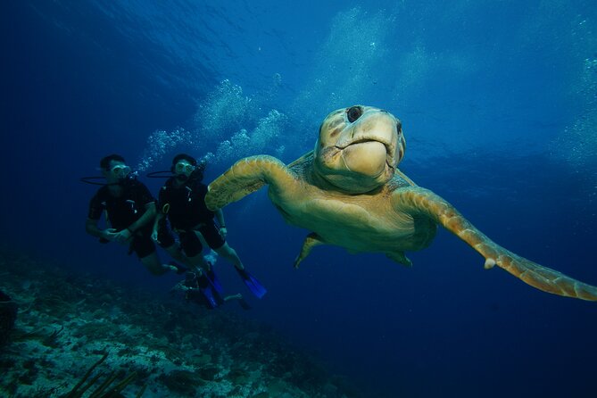Two Dives and Class for Begginers Divers in Cancun - Timing, transport, and what to pack for a smooth day