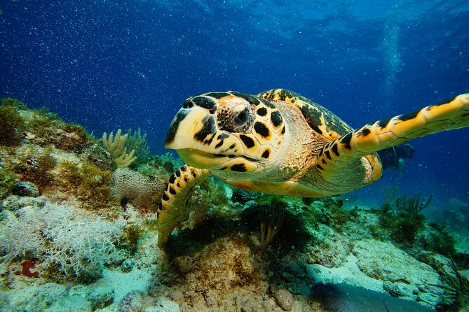 Two Reefs For Certified Divers in Cancun - Gear, wetsuit reality, and what you should pack