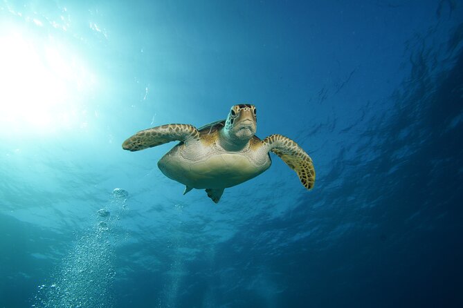 Two Reefs For Certified Divers in Cancun - Price and value: why $145 can be a good deal