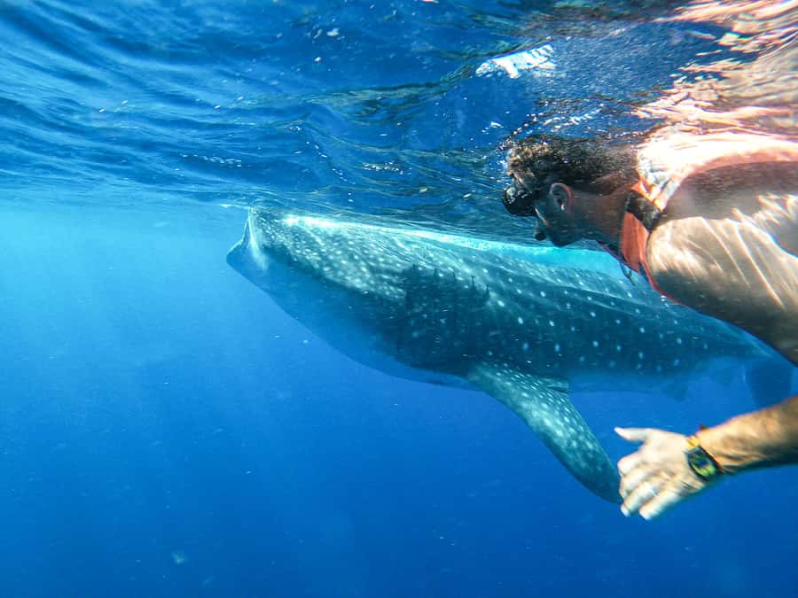 Whale Shark Adventure from Isla Mujeres - Quick Take: What Matters Most