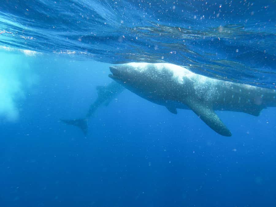 Whale Shark Adventure from Isla Mujeres - Whale Sharks Off Isla Mujeres: Timing and What You’re Really Buying