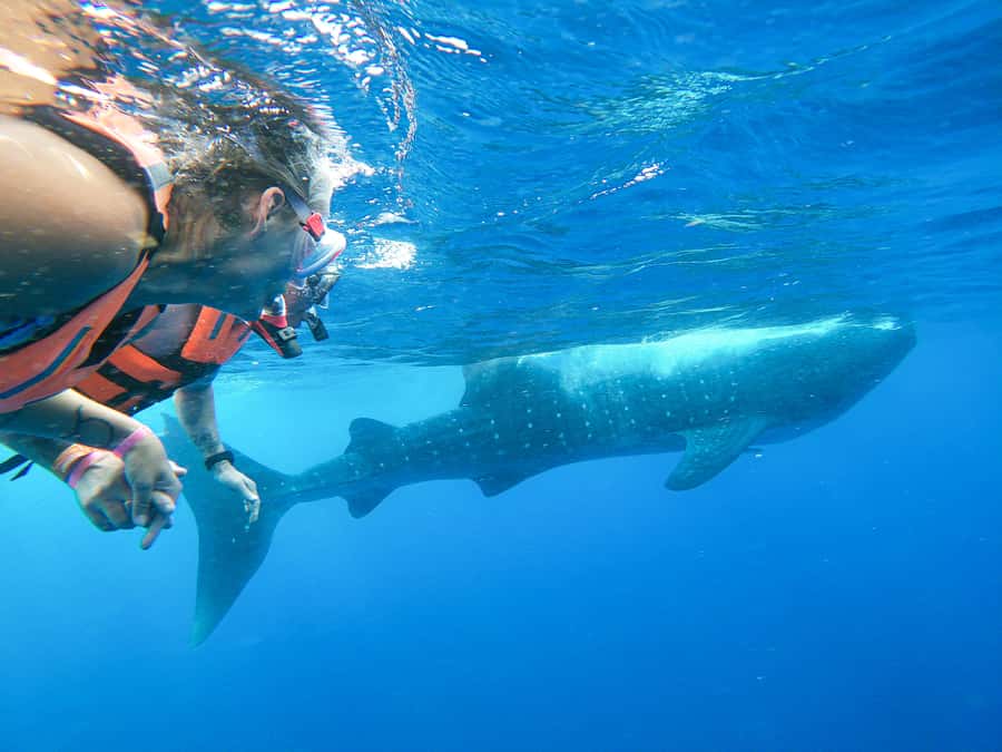 Whale Shark Adventure from Isla Mujeres - Black Pearl Dock and the 6-Hour Day: How Your Time Likely Breaks Down