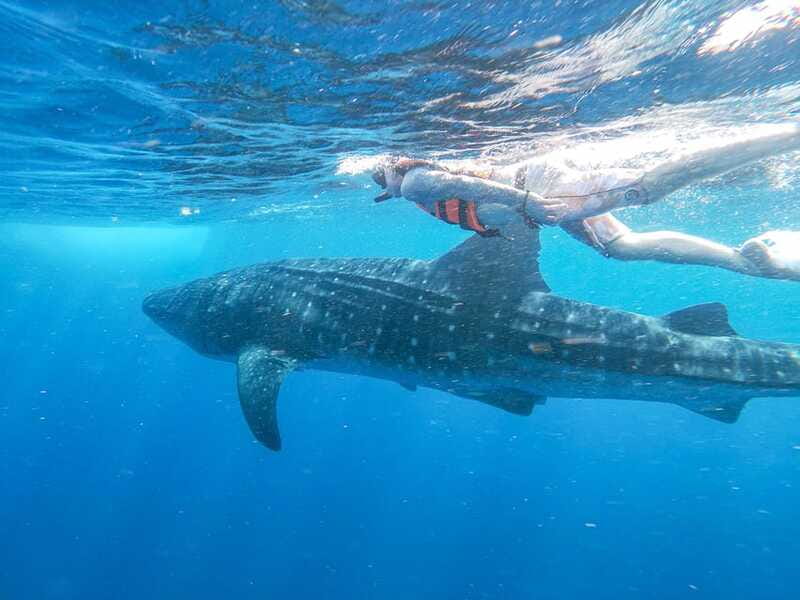 Whale Shark Adventure from Isla Mujeres - On the Search: Comfortable Boats and the Wildlife You Might Spot