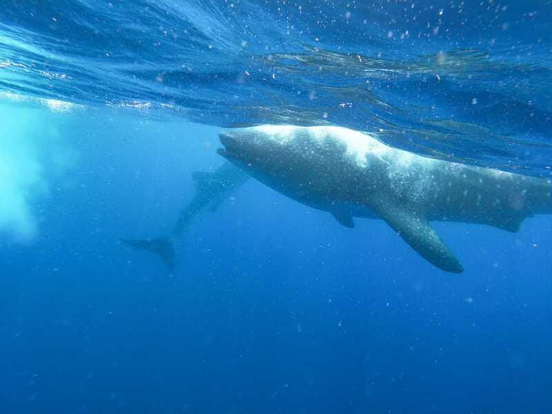 Whale Shark Adventure from Isla Mujeres - Food, Sun, and Comfort: What to Bring for a Day at Sea