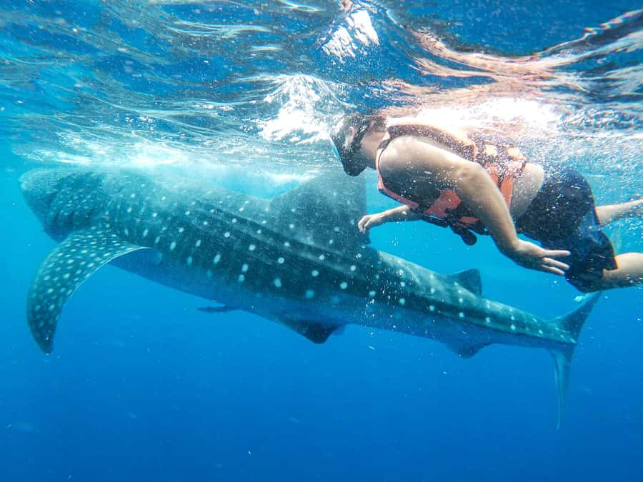 Whale Shark Adventure from Isla Mujeres - Who Should Book (and Who Should Think Twice)