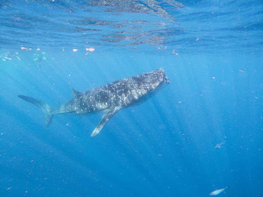 Whale Shark Adventure from Isla Mujeres - Common Friction Points to Plan For