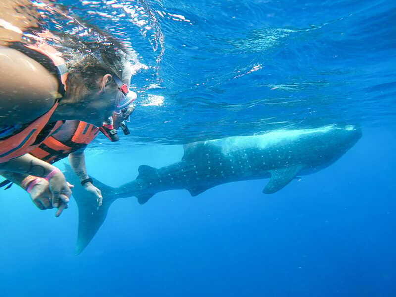 Whale Shark Adventure from Isla Mujeres - Should You Book This Whale Shark Snorkel From Isla Mujeres?