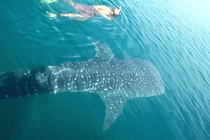 Whale Shark from Cancun, Riviera Maya and Tulum All Inclusive - Key things to know before you go