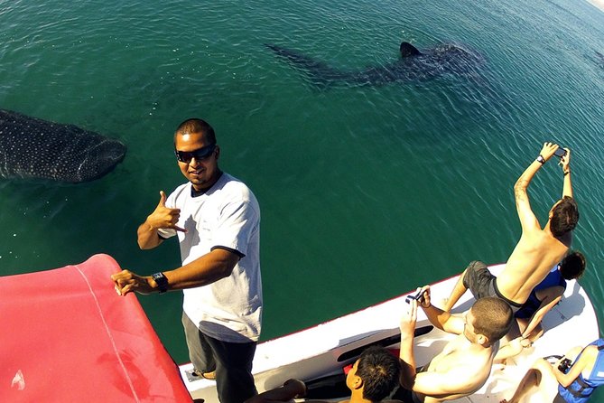 Whale Shark from Cancun, Riviera Maya and Tulum All Inclusive - Getting There: Transfers and What Your Day Starts Like