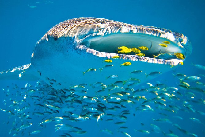 Whale Shark from Cancun, Riviera Maya and Tulum All Inclusive - Isla Mujeres Stop: North Beach Time and Playa Norte Ceviche