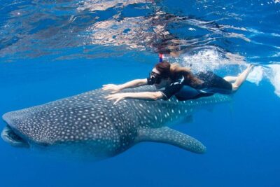 Whale Shark from Cancun, Riviera Maya and Tulum All Inclusive - Speed Boat + Safety Gear: What’s Included and Why It Matters