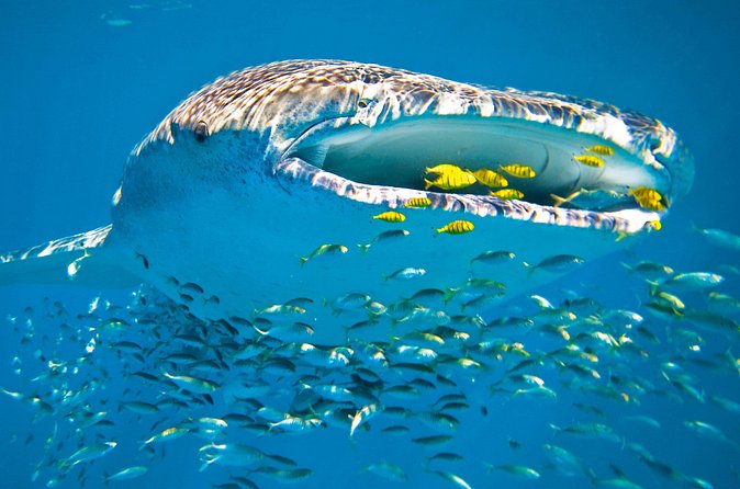 Whale Shark from Cancun, Riviera Maya and Tulum All Inclusive - Whale Shark Watching and Swimming: The Main Event