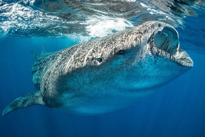 Whale Shark from Cancun, Riviera Maya and Tulum All Inclusive - How Long It Takes and What to Expect for Your Schedule