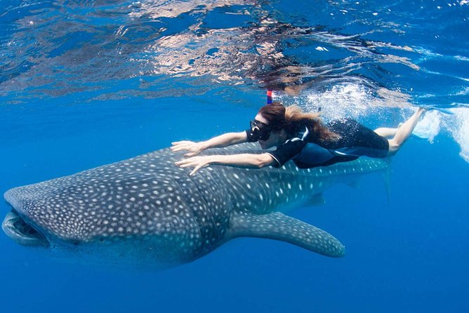 Whale Shark from Cancun, Riviera Maya and Tulum All Inclusive - Speed Boat + Safety Gear: What’s Included and Why It Matters