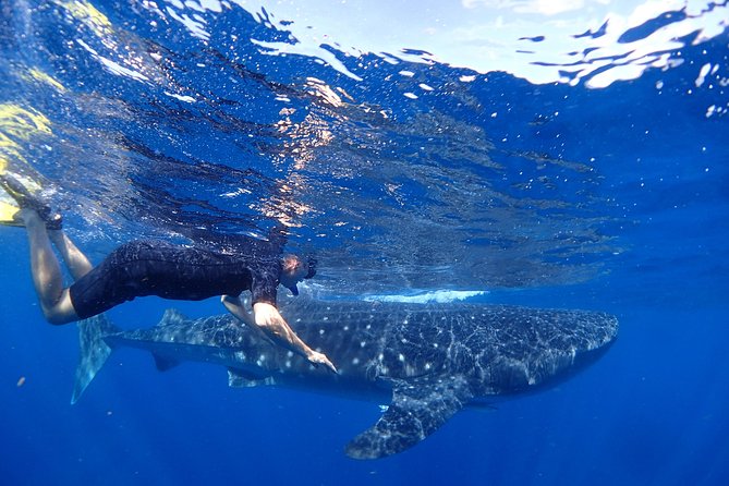 Whale Shark & Manta Ray Snorkel -(May-Sept) Only 10pp per Boat - Key things I’d watch for