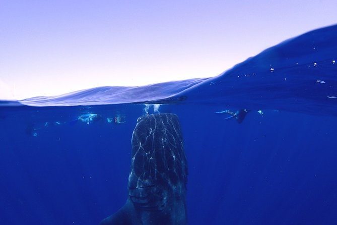 Whale Shark & Manta Ray Snorkel -(May-Sept) Only 10pp per Boat - Why May–September matters for whale sharks and manta rays