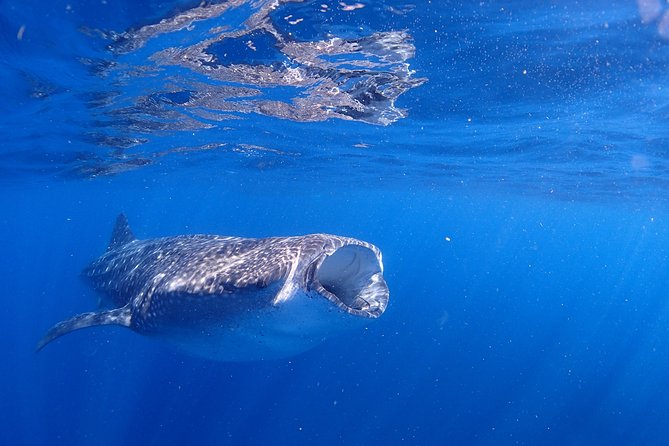 Whale Shark & Manta Ray Snorkel -(May-Sept) Only 10pp per Boat - The boat ride to the pod: expect 40–90 minutes of searching
