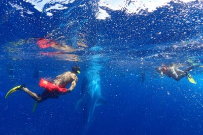 Whale Shark & Manta Ray Snorkel -(May-Sept) Only 10pp per Boat - Getting to the shop: early start, short walk, and a small-group vibe