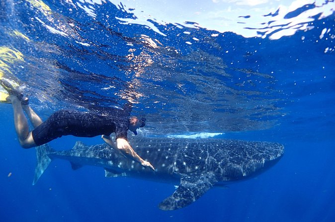 Whale Shark & Manta Ray Snorkel -(May-Sept) Only 10pp per Boat - Entering the water: lifejacket rules and a guided swim rotation