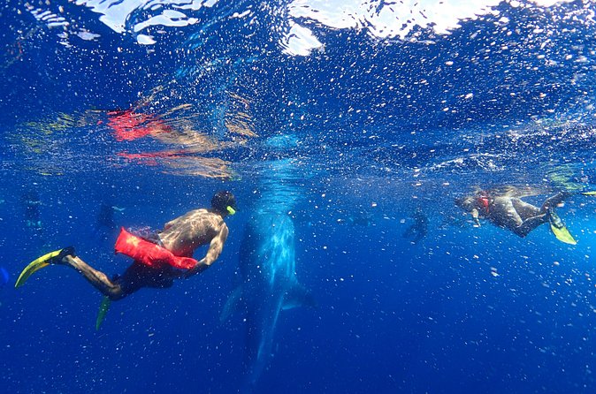 Whale Shark & Manta Ray Snorkel -(May-Sept) Only 10pp per Boat - What’s included (and why it changes the value)