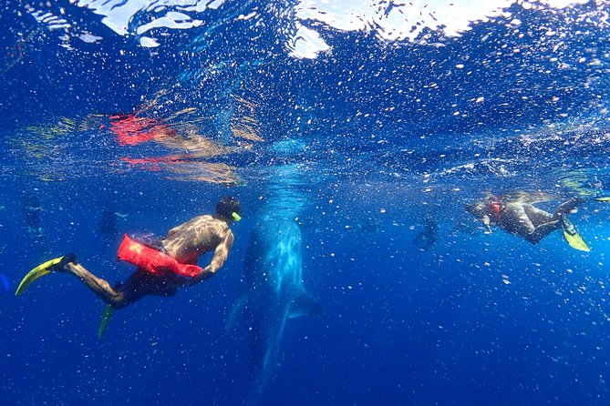 Whale Shark & Manta Ray Snorkel -(May-Sept) Only 10pp per Boat - Getting to the shop: early start, short walk, and a small-group vibe