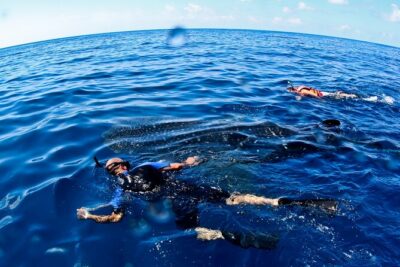 Whale Shark Swim Adventure SMALL GROUP from Cancun - How the Whale Shark Swim Works in Pairs