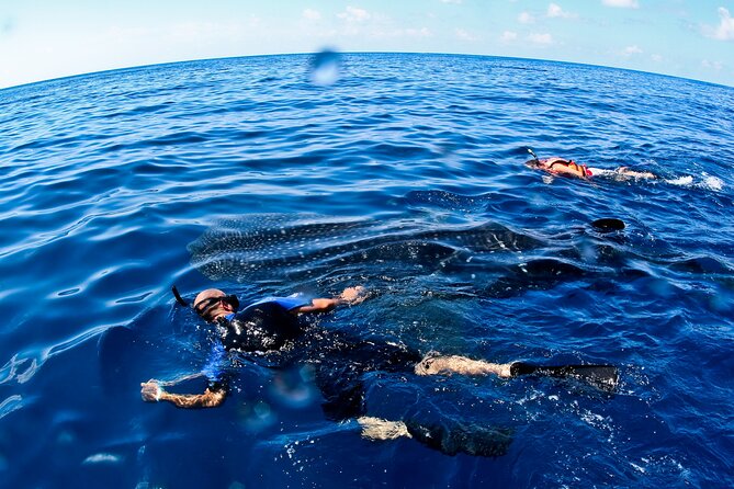 Whale Shark Swim Adventure SMALL GROUP from Cancun - How the Whale Shark Swim Works in Pairs