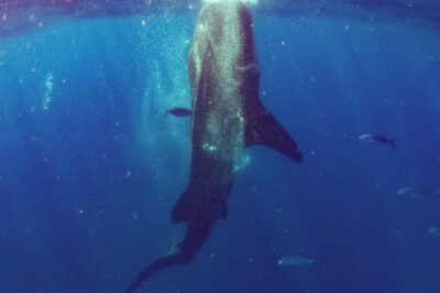 Whale Sharks Small-Group Tour in Cancun and Riviera Maya - Puerto Xtabay briefing: where the rules start to make sense